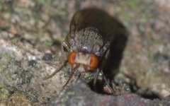 Pseudolyciella