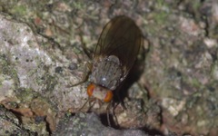 Pseudolyciella