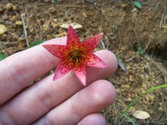 Lilium bolanderi
