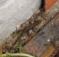 Stenocercus guentheri