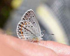Plebejus samuelis