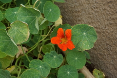 Tropaeolum majus