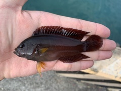 Labracinus cyclophthalmus