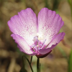 Clarkia cylindrica