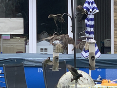Sturnus vulgaris