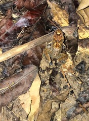 Limnonectes malesianus