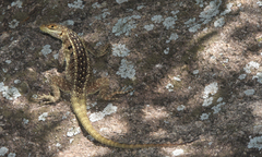 Oplurus quadrimaculatus