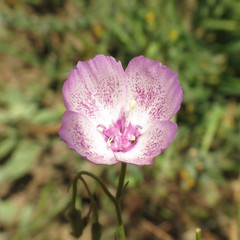 Clarkia cylindrica