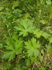 Geranium palustre