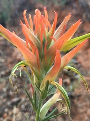 Castilleja linariifolia