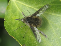 Bombylius fimbriatus