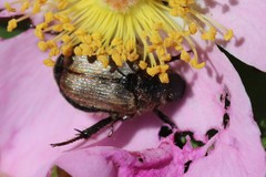 Strigoderma arbicola