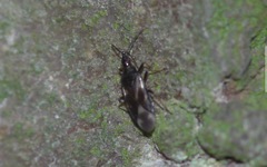 Temnostethus pusillus