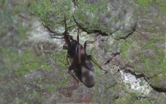 Temnostethus pusillus