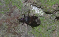 Temnostethus pusillus