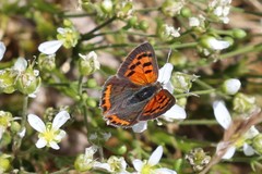 Lycaena phlaeas hypophlaeas