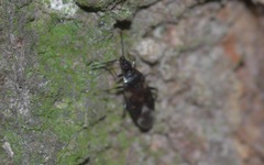 Temnostethus pusillus