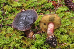 Xerocomellus atropurpureus