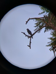 Accipiter cooperii