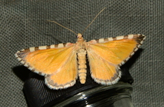 Stamnodes tessellata