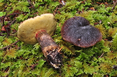 Xerocomellus atropurpureus