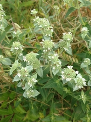 Pycnanthemum setosum