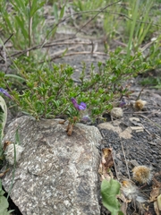 Penstemon caespitosus