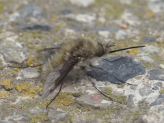 Bombylius fimbriatus