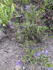 Penstemon caespitosus