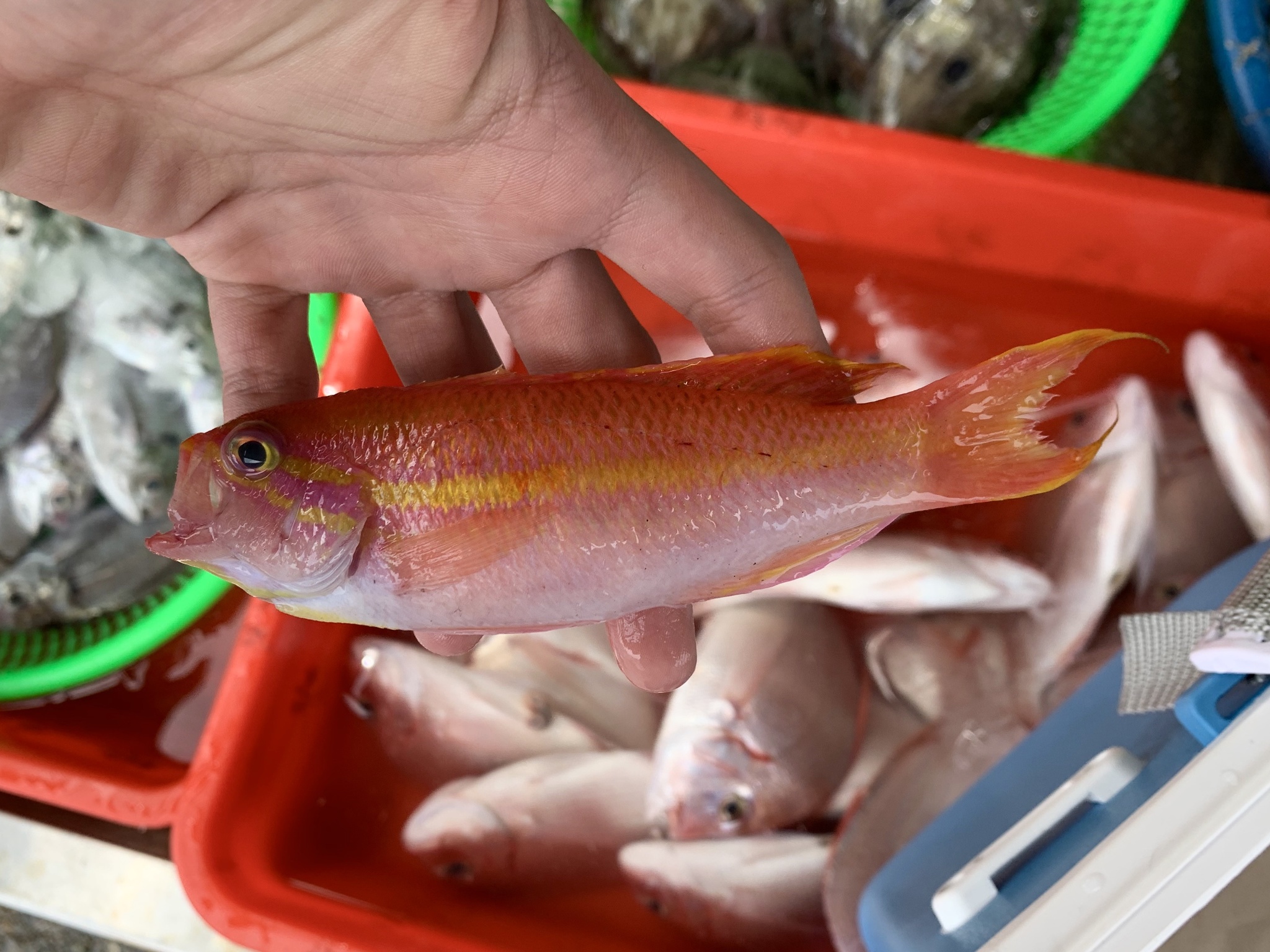 Slender Fairy-Basslet photo 3