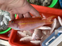 Slender Fairy-Basslet photo 1