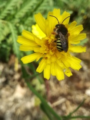Paraanthidium
