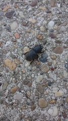 Dorcus parallelipipedus