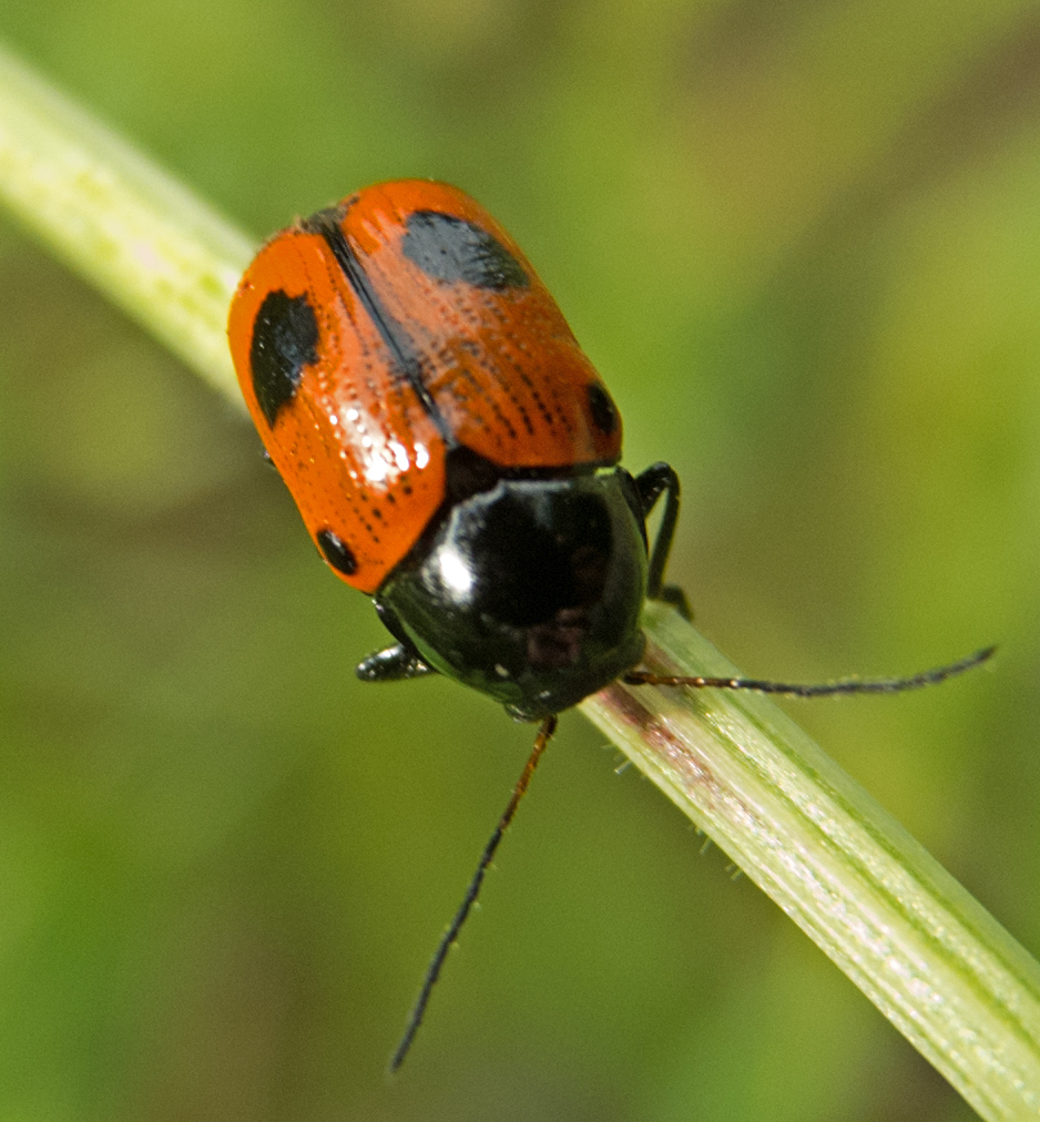 Indian Green Tortoise Beetle