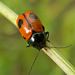 Black-and-red Pot Beetle - Photo (c) katunchik, some rights reserved (CC BY), uploaded by katunchik
