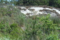 Arctostaphylos uva-ursi