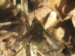 Bombylius fimbriatus