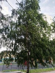 Betula pendula