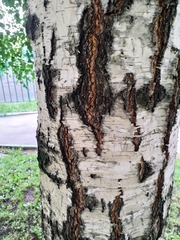 Betula pendula