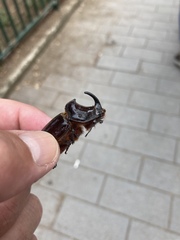 Oryctes nasicornis