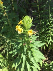 Oenothera rubricaulis