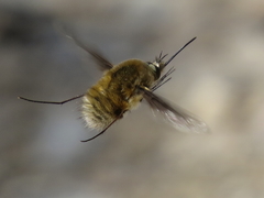 Bombylius fimbriatus