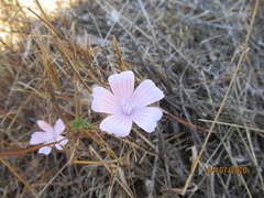Malva hispanica