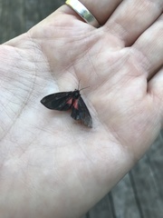 Virbia laeta