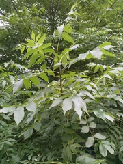 Fraxinus excelsior