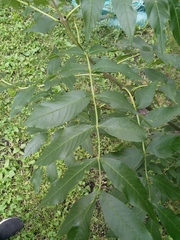 Fraxinus excelsior