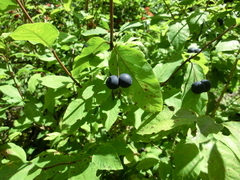 Lonicera nigra