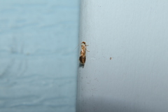 Philonome clemensella