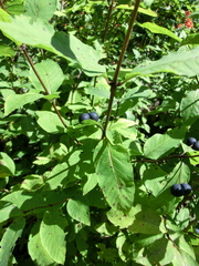 Lonicera nigra