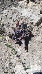 Thompsonella minutiflora